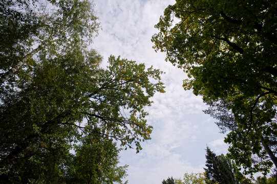 trees in the forest