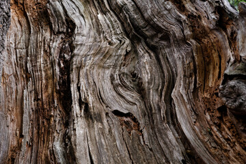 bark texture