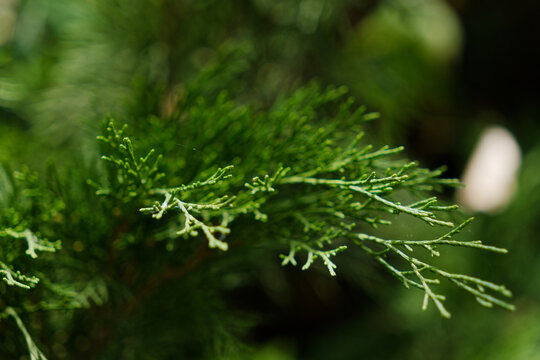 close up of moss