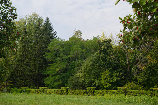 trees in the forest