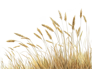 Golden wheat stalks sway gently in the breeze against a clear blue sky.