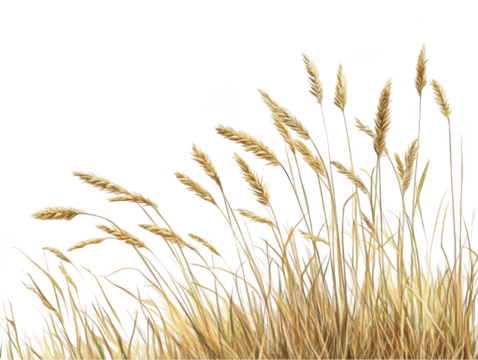 Golden wheat stalks sway gently in the breeze against a clear blue sky.