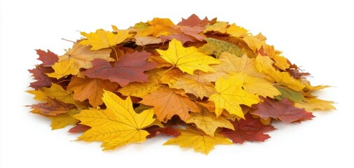 Bright and detailed maple leaves in autumn colors, layered atop each other, creating a warm and cozy visual against a clean white background