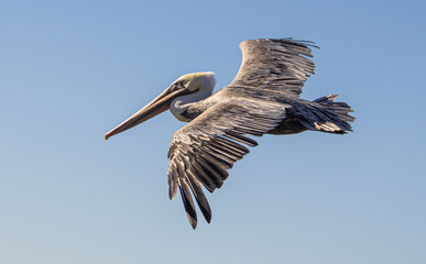 Pelikan an der kalifornischen Küste