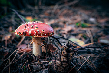 Vibrant Red Fly Agaric Mushroom in Forest Setting