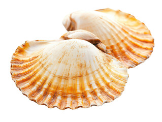 Obraz premium Close-up of two scallop shells with intricate patterns and textures.