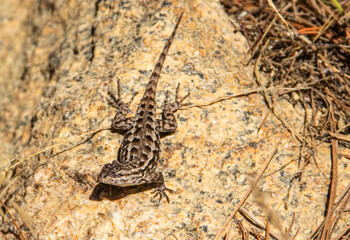Eidechse am Strand in Kalifornien