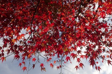 紅葉　