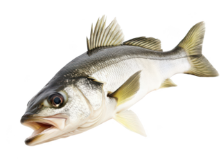 Detailed close-up of a fresh European sea bass with open mouth and vivid scales.