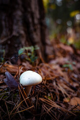 Wild Mushrooms in a Sunlit Forest