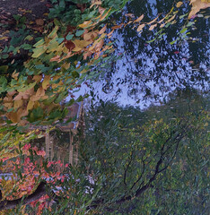 water reflection of a tiny house and trees surrounded by foliage and earth