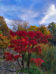 Japanese garden in autumn featuring wonderful bright burgundy red maple