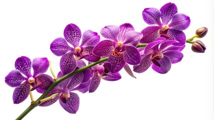 Fototapeta premium Isolated on a white background, a vibrant purple Mokara orchid stem adds a touch of summer flair, perfect for floral arrangements and creative designs.