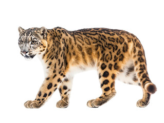 Obraz premium A majestic snow leopard with a striking spotted coat stands gracefully.