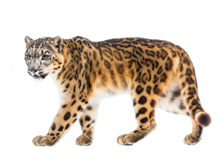 A majestic snow leopard with a striking spotted coat stands gracefully.