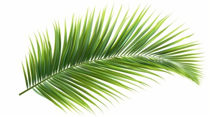 Obraz premium Close-up of a Lush Green Palm Leaf