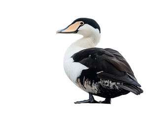 Fototapeta premium Majestic male eider duck with distinctive black and white plumage, displaying its elegant profile against a neutral backdrop.