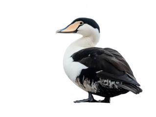 Majestic male eider duck with distinctive black and white plumage, displaying its elegant profile against a neutral backdrop.