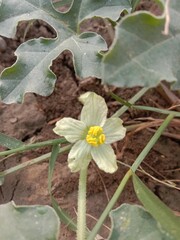 Citrullus colocynthis flower or bitter apple flower pattern in the garden 
