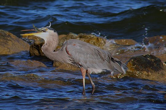 great blue heron ardea cinerea catching a large prey of fish at the beach in bright, soft sunlight and dynamic contrast