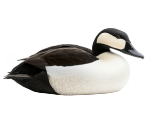 A detailed and realistic illustration of a common eider duck with contrasting black and white plumage.