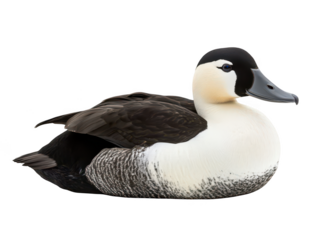 A common eider duck with intricate feather patterns seen in close-up view.