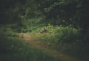 wild rabbits in a danish forest