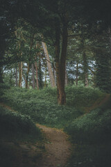 dark style gloomy danish wild forest
