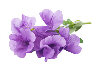 Close-up of delicate purple flowers with vibrant petals and lush green leaves.