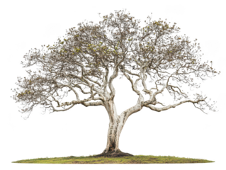 Solitary broad tree with sprawling branches on a grassy patch against a clear sky.