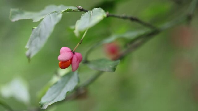 Common spindle (Euonymus europaeus) branch with a fruit. Copy space.