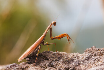 Colorful Praying Mantis - Mantis religiosa. Resting on a Rock in Its Natural Habitat