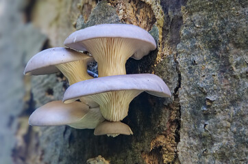 Austernseitling (PLEUROTUS OSTREATUS)
