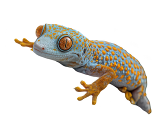 A vibrant gecko with striking orange spots and blue skin poses with curious eyes against a white background.