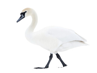 Fototapeta premium Graceful white swan walking elegantly on a plain background.