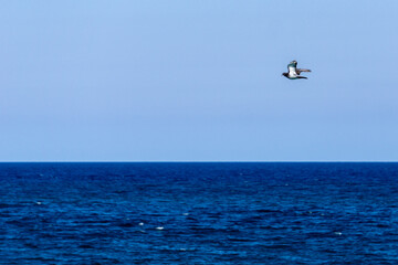 Fototapeta premium Bird over the sea