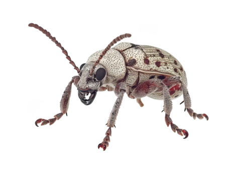 Detailed close-up of a chestnut weevil with intricate patterns and textures.