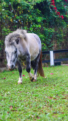 Animal Cavalo em um jardim