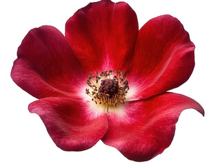 Close-up of a vibrant red flower with delicate petals and a detailed center.