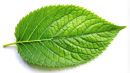 Obraz premium Closeup view of green leaf against isolated background