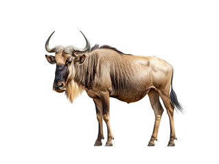 Majestic wildebeest standing against a white background.