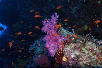 orange fish and pink soft coral