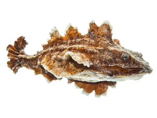 Close-up of an anglerfish with a distinctive camouflaged appearance and unique features.