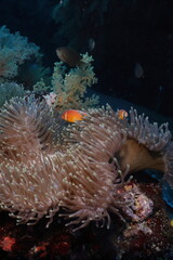 clownfish in a anemone