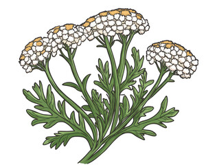 Illustration of blooming yarrow flowers with delicate white petals and lush green foliage.