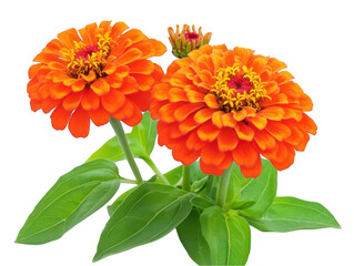 Vibrant orange zinnias with lush green leaves on a white background.