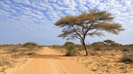 Dry dirt road through a savanna landscape with acacia trees and a cloudy sky