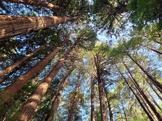 Fototapeta premium Blick in die Wipfel der Redwood Bäume in den Muir Woods