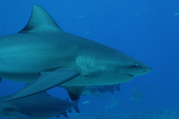 portrait of a bull shark