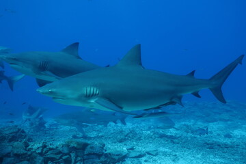 bull shark